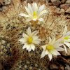 Mammillaria_carretii